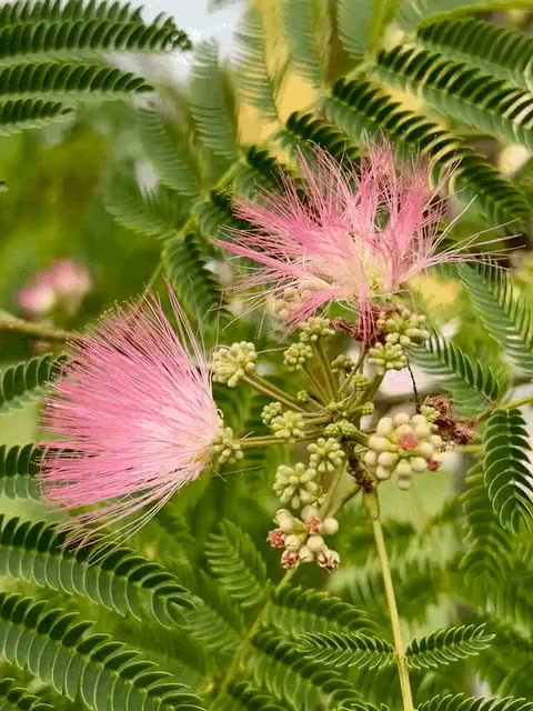 Цветок Альбиции